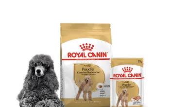 Как правильно кормить пуделя