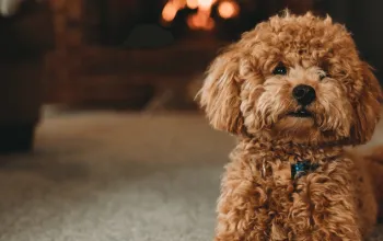 Питание пуделей: сухой или влажный корм — что выбрать?